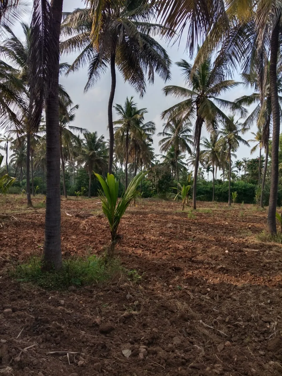 Devatha Estate managed farmland - young coconut sapling among mature plantation, Tiptur region